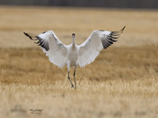 Whooping Crane Landing