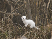Winter Weasel