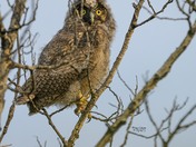 Long-Eared Owlet