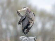 Great Blue Heron