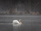 Mute Swan 