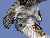First Osprey