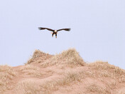 Coming in for a Landing on Wind-sculpted Dunes