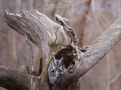 Dead Trees Hold Life 