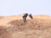 Blue Heron in flight at PEI National Park