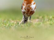 Splash of Leuism 