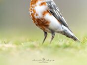 Splash of Leucism 