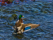 “Wings Open, Waters Merging”