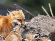 Raising the Next Generation