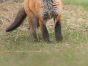 Just Ears and Curiosity  