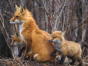 Mother Fox and Kits