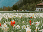 Wild flowers