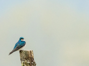 Tree Swallow at ƛ̓éxətəm Regional Park 