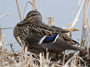Resting Mallard