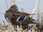 Female Mallard at rest