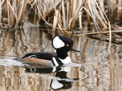 Male Hooded Merganser