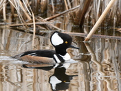 Hooded Merganser