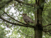 Queen of the Forest