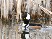 Handsome Hooded Merganser 