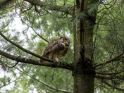 Profile of a Great Horned