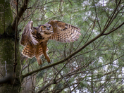Coming for a Landing