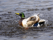 Shake It Off!