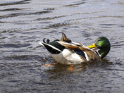 Preening