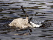Backstroke 