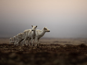 Fog , Bog and Caribou