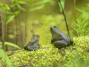 Quietude by the pond