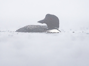 Common loon in very thick fog and rain