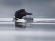 Common loon splashing the water 