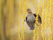 Female red winged blackbird in weeping willow 