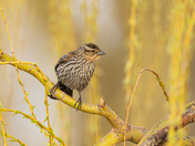 Female red winged blackbird in weeping willow