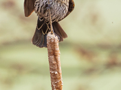 Female red winged blackbird singing her heart out 