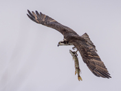 Osprey with big Northern pike 