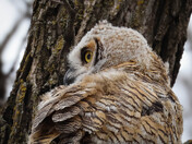 Great Horned Owl (fledged)