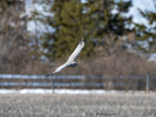 Northern Harrier