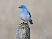 Mr. Bluebird
