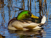 Drake In The Marsh