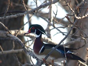 Duck in a Tree