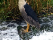 Night Heron summer 2025
