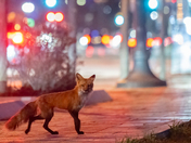 Fox and the City