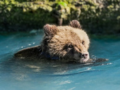 Grizzly Bear Cub 