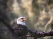 Through The Eagles Eye