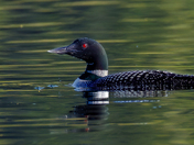 Common Loon