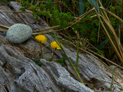 Dandelions On The Beach