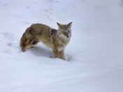 coyote on snow