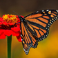 Next upload