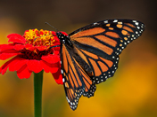 Summer's Gentle Embrace